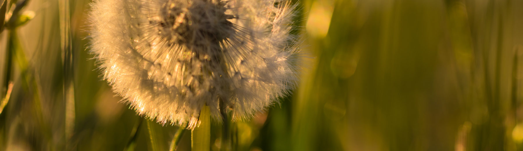 Dandelion Therapy